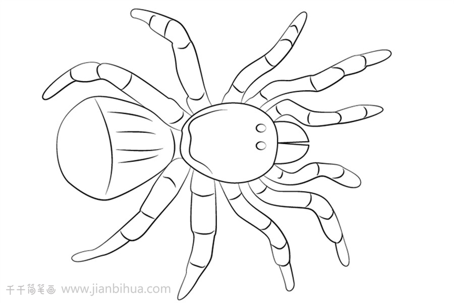 蜘蛛简笔画儿童学画动物