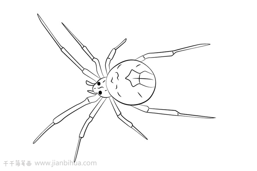 蜘蛛简笔画简单画