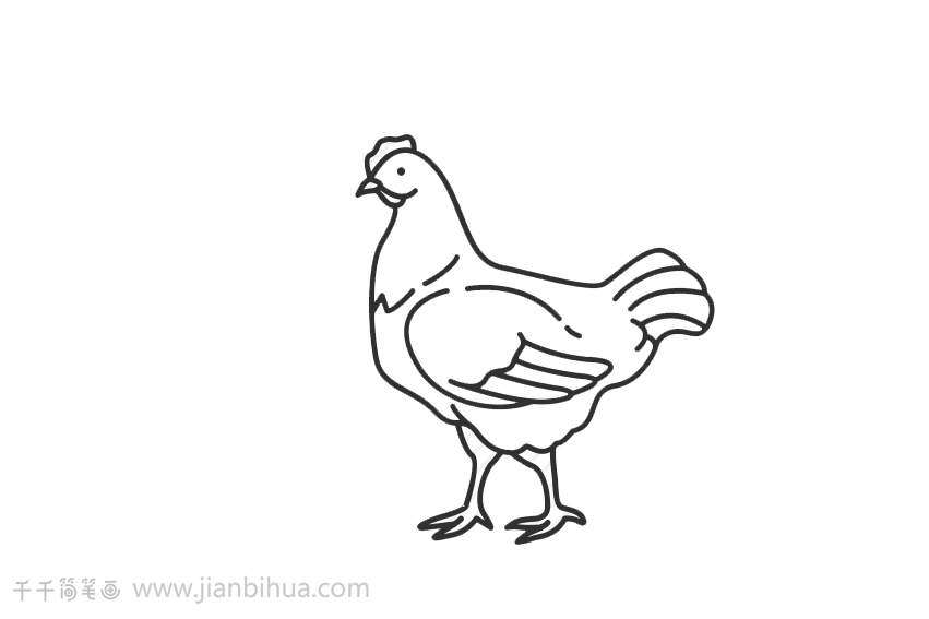 鸡简笔画如何画鸡简笔画画法一分钟学会鸡简笔画创意师