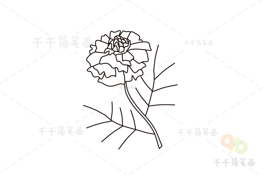 万寿菊画法图片