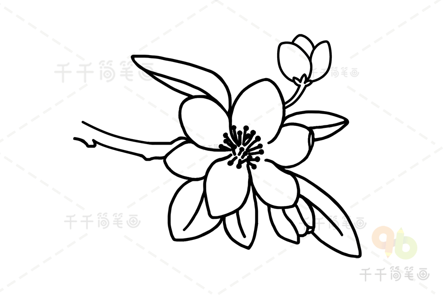 海棠简单画法图片