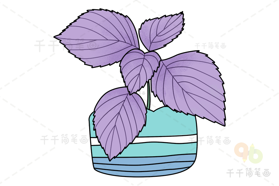 紫苏叶简笔画彩色图片