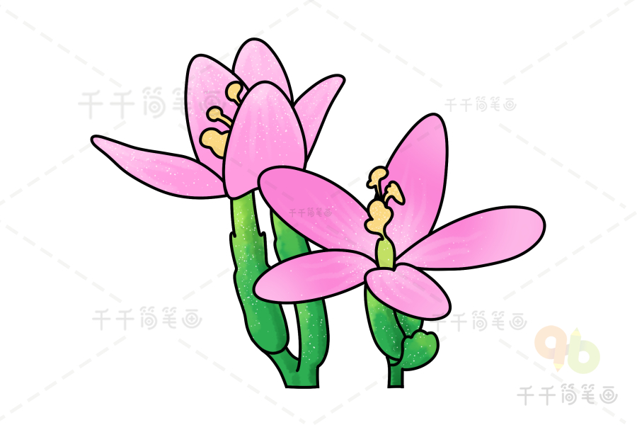 日本鬼灯檠简笔画图片 花朵简笔画