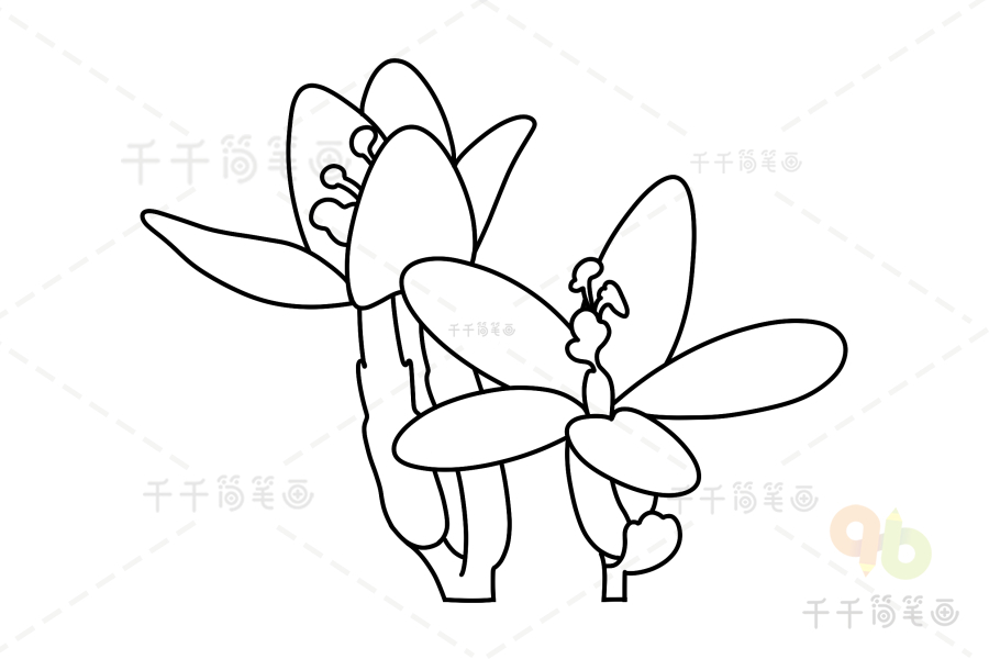 日本鬼灯檠简笔画图片 花朵简笔画