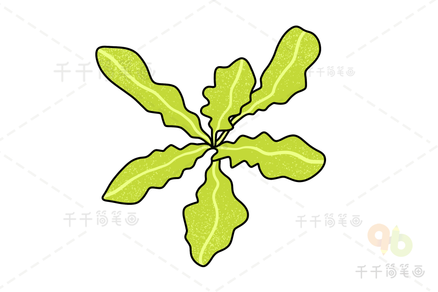 黄芽菜简笔画图片