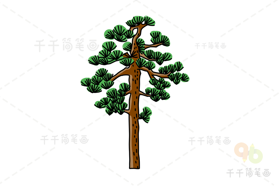 红岩松树简笔画图片