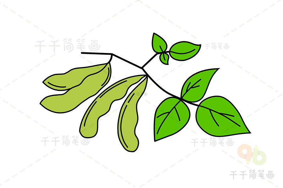 豆荚藤蔓简笔画图片