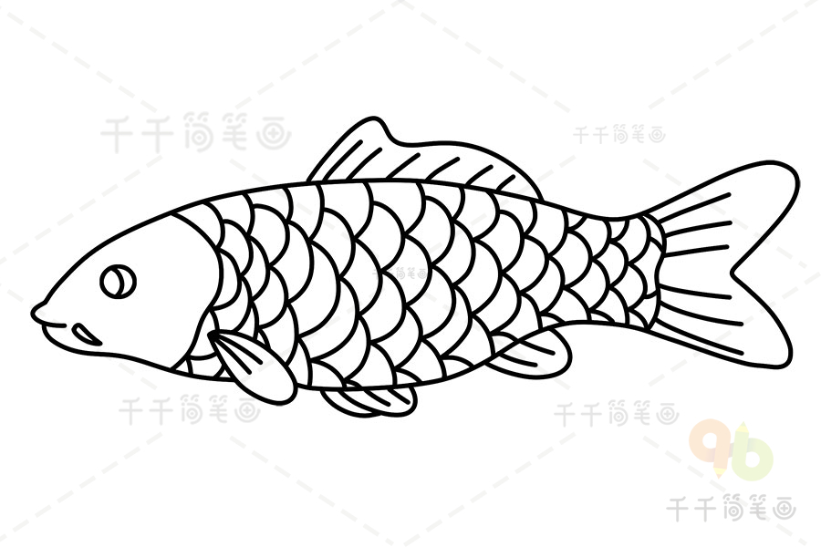 黄河鲤鱼简笔画图片