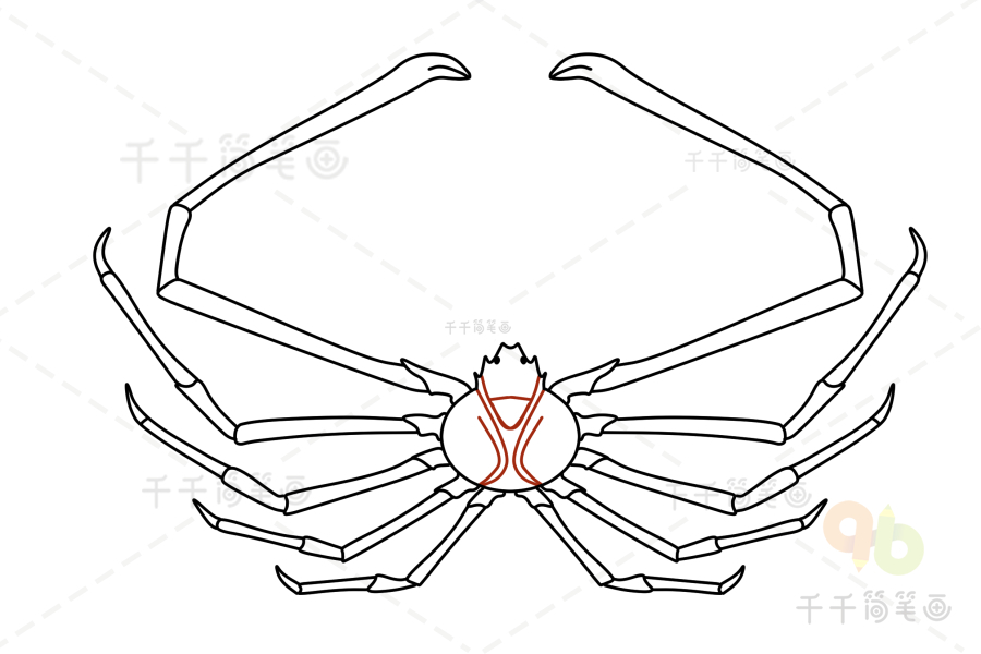 蜘蛛蟹简笔画画法图片