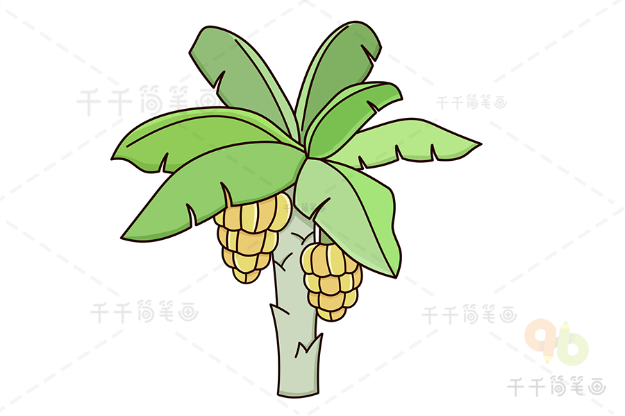 巴蕉树怎么画图片