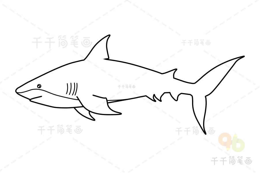 画公牛鲨图片