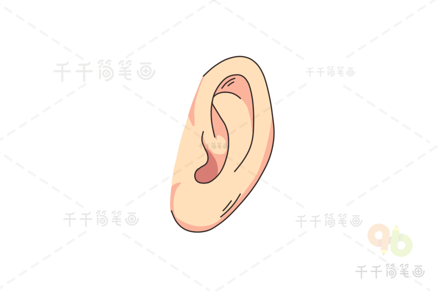 耳朵的结构图 简笔画图片