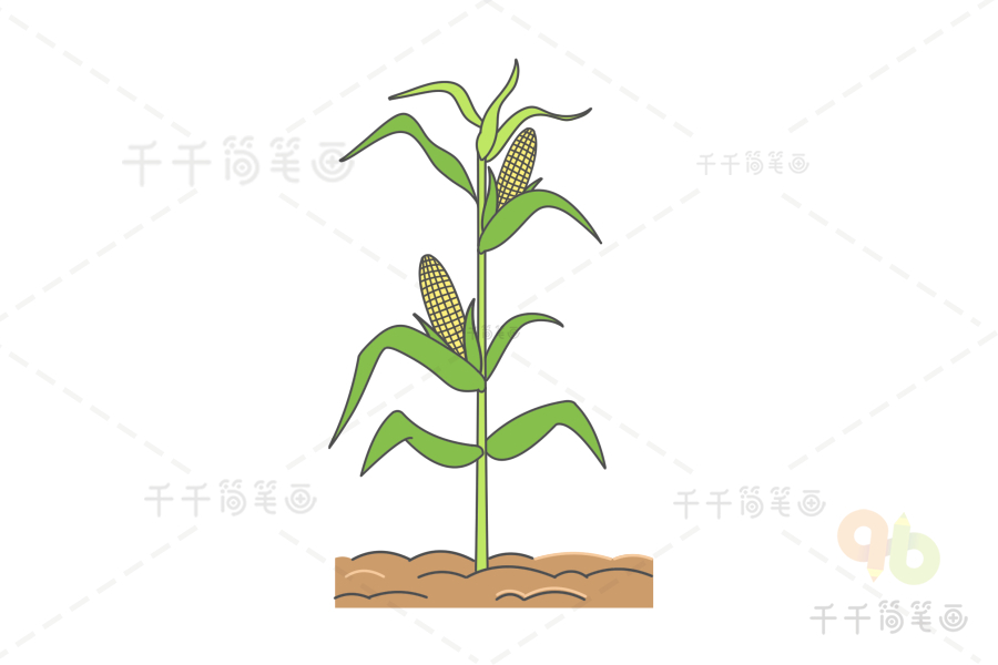 玉米简笔画发芽图片