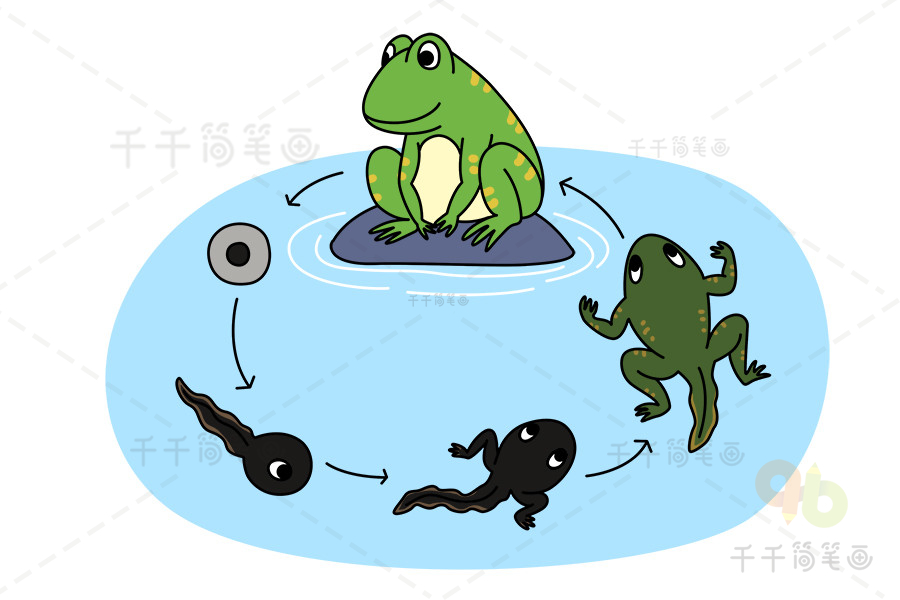 青蛙的生长过程简笔画图片