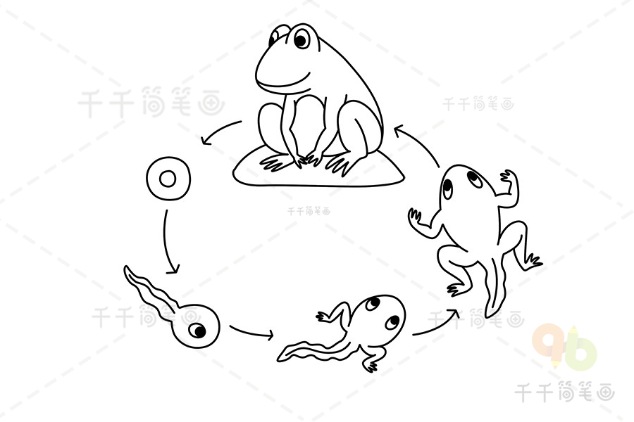 青蛙的发育过程简笔画图片