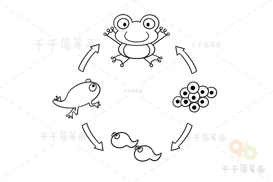 青蛙成长过程图简笔画