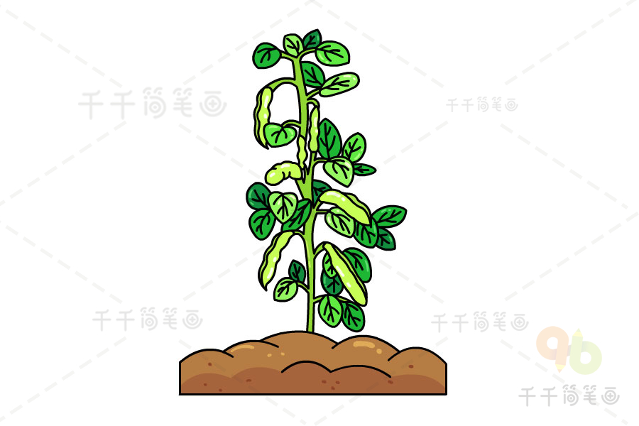 发芽的蚕豆简笔画图片