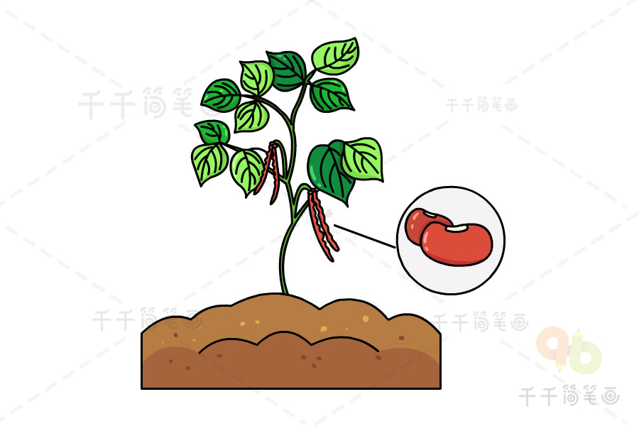 红扁豆简笔画图片