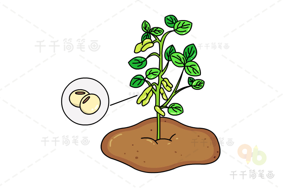 黄豆种子简笔画图片