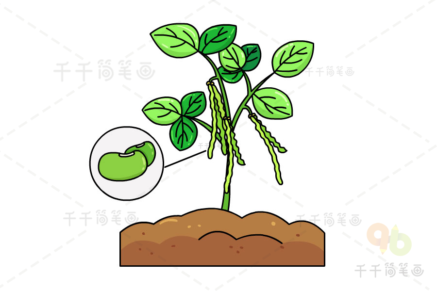 绿豆成长过程简笔图片图片