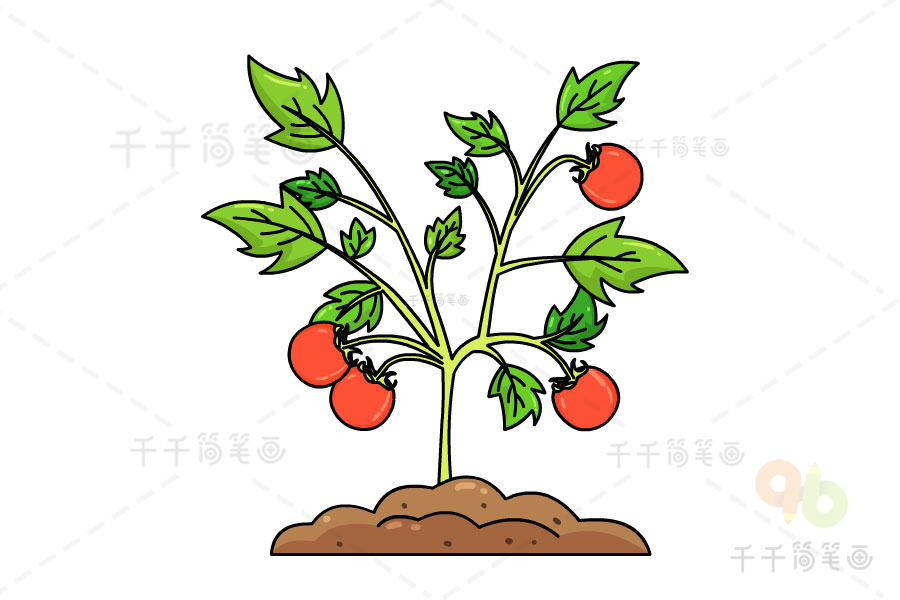 种番茄简笔画图片